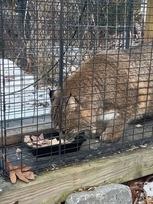 Meemie is doing so well with cooked meat 🥹 for H5N1 prevention #bobcats #catsoftiktok #catrescue #h5n1 