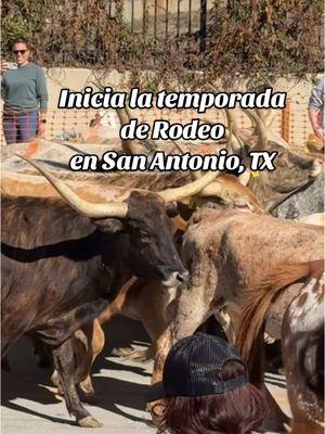 Así inicia la temporada de rodeo en San Antonio! 🤠🐴🐂🎡 Western Heritage Parade & Cattle Drive 🎉 Este fin de semana hay eventos GRATIS en el centro de San Antonio!  👉 Revisa la agenda en sarodeo.com 📅 El rodeo será del 6 al 23 de febrero de 2025 en el #frostbankcenter  #RodeoSanAntonio #WesternHeritageParade #SanAntonioTX #LetsRodeo #rodeosa 