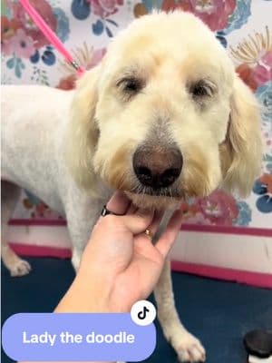 Dramatic before & after of Lady 🐞 #groomer #doggroomer #doggrooming #haircut #doghaircut #dogbathing #goldendoodle #doodle 