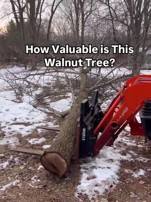 With a large amount of sap wood, the boards from this log may not have the value I was hoping for. #livingouramericandream #sawmill #chainsaw #lumber #timber #stihl #tractor #kubota #walnuttree 