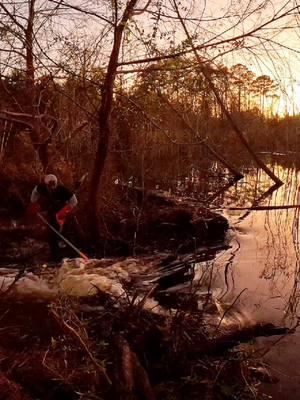 Beaver Dam Removal! || I Just Don't Know How To Stop! #beaverdamremoval #beaverdamswamp #beaverdam #gatorcreek #damremoval #beavers #dam #drain #draining #water #unclogging #terrellspivey #fypシ゚ #foryoupageシ #foryou #viralreels #viralvideo #foryoupageofficiall #fyp #fyppppppppppppppppppppppp #tiktok #tiktokreels #shorts #tiktokvideos #viraltiktokvideo 