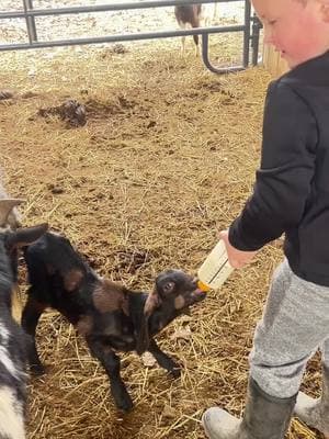 #fyp #farmlife #bottlegoat #goat #babygoat 