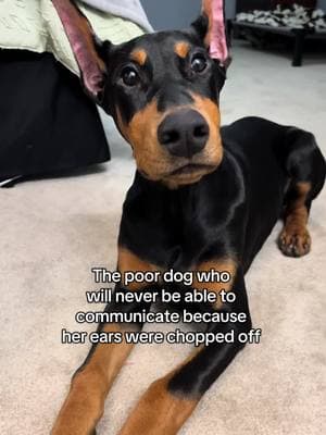 So sad for her🥲 #fyp #foryoupage #foryoupage❤️❤️ #foryou #indiana #foryouu #dogs #foryour #dogsoftiktok #dogstandards #dobiesoftiktok #dobermans_of_tiktok #dobermanpinschers #doberman 