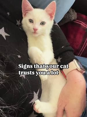 Does your cat trust you? 😻 #cats #cat #fypage #fypシ #fyp #catsoftiktok #meow #whitecat #tuxedocat #kitten #graycat #tabbycat #blackcat #catlover 