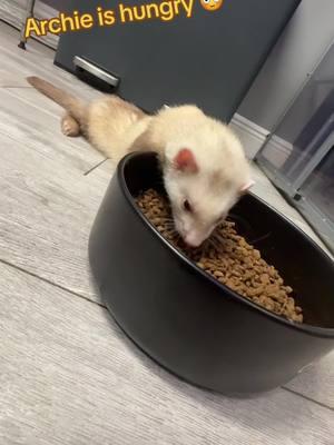 #lolanrita #ferretcommunity #babyanimals #drawerreveal #cuteanimals #chonkyboyotis #ferretslove #petcommunity 