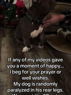 We have had so much loss… we need this to be minor.  #rescue #foster #adopt #fosterfail #princeling #paralyzed #prayer #goodvibes #wellwishes #help #er #ervet #vet #happy #loss #dog #americanbully #bully #pitbull #pit #pocketbully 