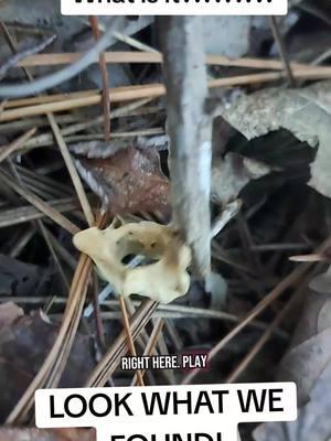 Bag of Death Found in the Woods?! What the HELL is This?! What is it?!? What is it?!?!?! #WoodsDiscovery  #MysteryBag  #BonesInTheWoods  #WhatDidWeFind  #CreepyFind #TrueHorror  #BagOfBones  #WildDiscovery  #WhatTheHell  #CreepyAdventure #ViralMystery  #WeirdFinds  #TikTokDiscovery  #ForestMystery  #ContentWarning 