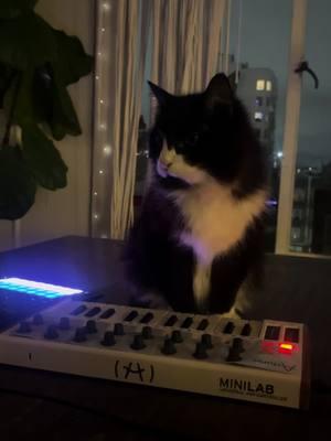 Song teaser #catwave #catsoftiktok #catsynth #catmusic #fyp #edm #club 