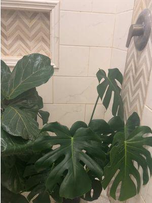 #shower #water #plant #plantsoftiktok #PlantTok #fiddleleaffig #waterday #fyp #fypシ #fypage 