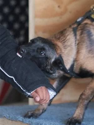 Nova! Puppy bites! #malinois #decoy #bitework #dogsport #dog #bitesports #protectiondogtraining #k9streetleague #beastfit #malinoispuppy #puppy @Beast Fit @FaubionMalinois 