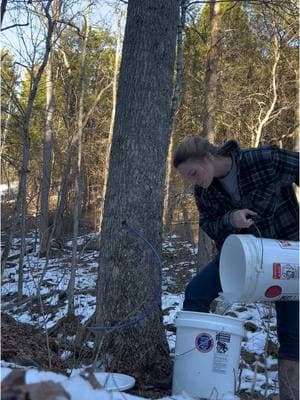 Day 3 of Maple Tapping Season!!!!!  We will be able to turn this into maple syrup soon!!! #maplesyrup #maplesyrupseason #homestead #liveofftheland #mapletapping 