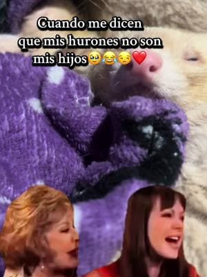 🥹❤️🙌🏻#hurones #parami #loes #viral_video #soytudueña #ivana #mascotas #videoviral 