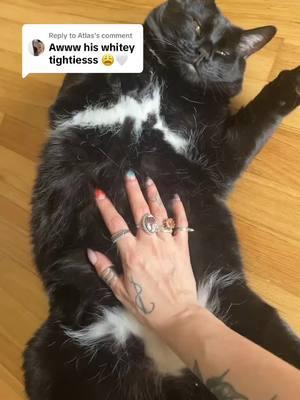 Replying to @Atlas him after going outside in the dirt and rocks just looking for a bikini belly scratch!! #giantcat #cat #catsoftiktok #cats #catlover 