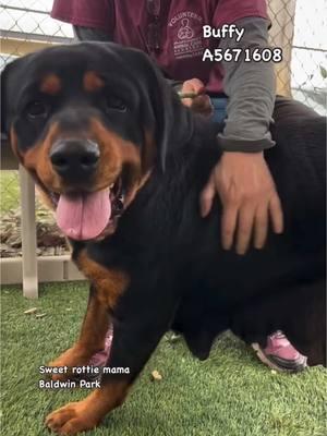 😻 Buffy deserves a warm cozy home where she is loved!😻 Sweet girl looks like she’s been a backyard mama and she’s ready to put her puppy raising days behind her and enjoy life. Takes treats gently, easy to walk on leash, a sweetheart! #rottweiler #baldwinparkshelter #A5671608  ➡️WALK IN HOURS⬅️  Mon-Sat  11-5 ❤️ Location: Baldwin Park Shelter  4275 North Elton Street Baldwin Park, CA 91706 24-hr Call Center: (626) 962-3577  (Hit 5, 2, 2) Shelter Staff: ⭐️Thomas⭐️ tkalinowski@animalcare.lacounty.gov Rescue Coordinator Alma Aldana AGandara@animalcare.lacounty.gov Sgt. Brenda Leanos Bleanos@animalcare.lacounty.gov Sgt. Alexander Mota Amota@animalcare.lacounty.gov #losangeles #rescue #adoptdontshop #adopt #foster #fosteringsaveslives #shelterdog #baldwinparkshelter #savingbaldwinparkshelterdogs #rescuedog #rescueme #tiktok #explore #explorepage #Love #family #volunteer #bethechange #giveback #dog #rottweiler #rottie #rottiesofinstagram #rottweilers 