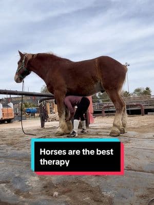 Brushing time for my big guy! #drafthorse #belgian #belgiandrafthorse #grooming #horsetok #gladiustheshow #bff #qualitytime #lasvegas #fyp #foryoupage #foryou 