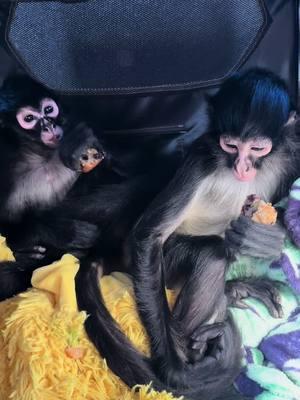 We recently welcomed Pearl & Sookie into our family! ❤️ We hope you’ll understand and love them just as much as we do. #jessejane #annieoakley #monkey #monkeysoftiktok #fyp #nonprofit #nonprofitsoftiktok 