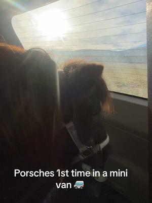 Thank goodness for mini vans, how else do you rescue a mini 🤭#paizleysponies #paintedponiesranch #horserescue #rescue #saved #founder #cute #pets #horses #minihorses #ponies #minihorse #horsegirl #adorable #farmlife #myday #horse #poniesoftiktok #ranchlife #life 