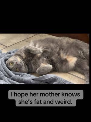 And I couldn’t love her more.  #fypシ #cats #torti #tortitude #catsoftiktok #fy #fat #fatcat #cattok #fypシ゚viral #weird #weirdpets #fyp #primordialpouch 