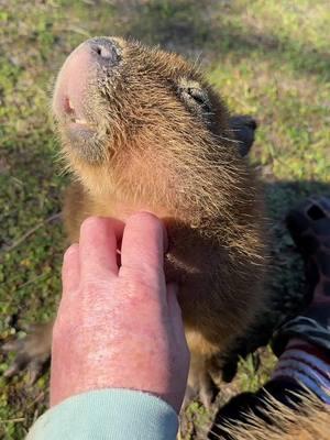 The animals love getting chin scratches #amazinganimalsinc #tellmethatyouloveme #capybara #muntjac #wildcat #cat #fyp 