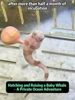 Hatching and Raising a Baby Whale – A Private Ocean Adventure! In this heartwarming and fascinating video, I'm sharing the journey of hatching and raising my very own baby whale in my private ocean tank! After successfully raising Patrick, SpongeBob, and Mr. Krabs, I decided to take on a new challenge: hatching Pearl, the baby whale, from a whale egg. The process took more than two months, but the results have been absolutely amazing. I started with a semi-transparent whale egg, which allowed me to observe the baby whale's movements inside as it grew and developed. To ensure the best chances of survival, I placed the egg into a separate section of my fish tank. The little whale, still in its embryonic stage, started out as a tender pink creature with no patterns. It carried a large nutrient transfer ball that it used to absorb the necessary nutrients for growth. Despite being constrained, the little whale was incredibly active, moving around the tank and bumping into everything. After several weeks, the baby whale's color began to change, and black patterns appeared on its body. The nutrient ball also shrank, indicating that it had absorbed all the necessary nutrients. As the whale became more active, I started feeding it, and I noticed its unique eating style - flipping over to swallow its food. It even liked to flip and surf under the oxygen pump, showing its playful side. Now, after months of nurturing, my baby whale has grown large enough to take on a dominant role in the tank. It's time to move it into the main tank where it can thrive even more. Based on its impressive eating habits and rapid growth, I'm confident that it will become the biggest fish in the tank within six months! #bikinibottom #spongebob #whale #pearl 