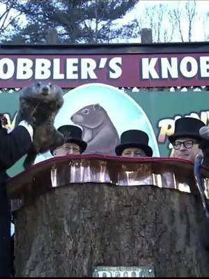 Groundhog Day 2025 - Punxsutawney Phil #gobblersknob #groundhogday #fyp #fypシ #happygroundhogsday  #punxsutawneyphil #punxsutawney