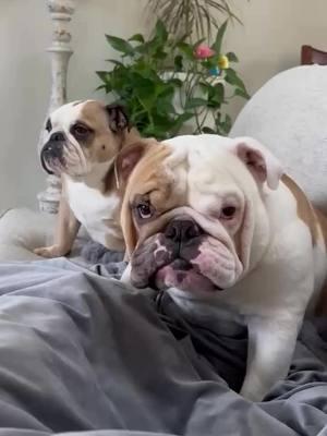 I'm gonna bite your toes - George Penelope to the rescue of her sisters toes.. Credit: on IG penelopejean_george_thebulldog . . . . . . . . . . . #englishoftheday #englishbulldogpuppies #englishbulldogpuppiesoftiktok #englishbulldoglove #bulldog #englishoftiktok #englishbulldogsoftiktok #englishbulldogsoftiktok❤️👑 #bulldogsoftiktok #englishbulldogs #englishbulldoglover #englishbulldoglovers 