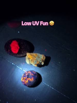 FS Hunter Mini Low UV Light Fun! @Linda🪨🔦🤩 @stephs place  Recorded 2/1/2025 in Marco Island, FL. Pretty cool how these stones fluoresce under this light. The figurines are Fenton glass made with uranium glass.  Go to mywalksinparadise.com for more.  #FYP #FentonGlass #LowUV #FSHunterMini #RockHunting #mywalksinparadise #4K #BobSquad