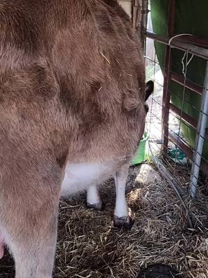 No baby Pepper yet. While we're waiting for the baby, let's get some name suggestions for a heifer or a bull.  #cowtok #cow #tennessee #fyp #foryoupage #milkcow #pregnantcow #jerseycow #still #hostagesituation #stillpregnant #waiting 