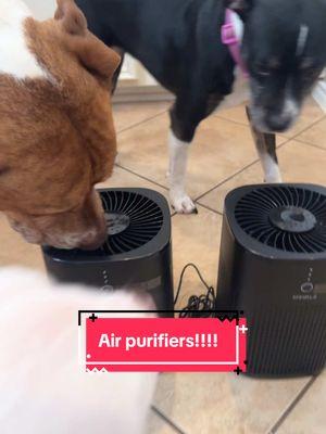 Air purifiers for any dust or pet allergies! #fyp #rescuedogarmy #rescuedogarmystrong #rescuedogarmy❤️ #houstonwehaveaproblem #texasdog #thisishouston #houstondogs #rescuedog #thisistexas #houston #petallergies 