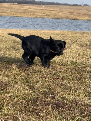 Sadie is ready to travel! She is a 12 week old black female lab puppy with a wonderful personality. She is so happy and very playful. She also has a silly side. Don’t miss out on this amazing, well bred labrador puppy! 📧 simpsonslabs@gmail.com  #blacklabpuppy #blacklab #labpuppy #englishlabrador #englishlab #simpsonslabradorretrievers #puppytiktok #puppiesoftiktok #puppyplaytime #puppyvideos #englishlabpuppies #fyp #labpuppyforsale 