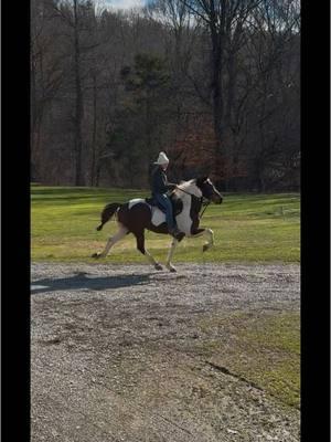 Pokadot coming right along 😍#jandjstables #speedrackinghorse #kegshod @BackLineStables 