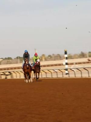 El Señor De La Frontera 😵‍💫.         #fyp #fypシ #caballosdecarreras #tiktok #horses #merazhorseracing 