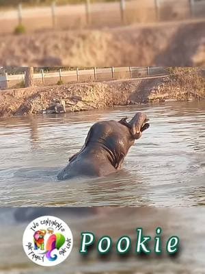 Ever been in a "sticky" situation? Well if you have, we hope it was like Pookie's! 💜🐘 Look at the joy and fun she's having with just a simple, rudimentary object. 💦🐘❣️ 🐘 Moral -- Live in the moment. Enjoy the simple things in life. There is amazement and beauty all around us; we just have to look. 💝🐘 🙏❣️🐘 Please support our mission to better the lives of captive elephants everywhere. There are many ways to do so -- Like, comment on and share posts; Spread awareness and educate others, about the plight of captive Asian elephants, by wearing GG merchandise; Vote for free on My Giving Circle to help us win a grant; Donate for fruit and veggies; Send someone you love a ele-cake; Sponsor an elephant or two; Sign up for GG emails & get the latest news; Visit our website and look around..... All links can be found via the following link in our bio  https://linktr.ee/GentleGiantsElephants #GGFamily #gentlegiants #charity #elephant #animallover #elephantlove #SundayBlessings 