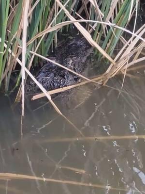 #alligator #cajun #louisiana #louisianacheck #cajuncountry #amelia #tugboats #tuglife #swamp #gator 