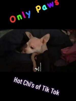 #chiuhuahuasoftiktok #chiuhuahua #cutechihuahua  #susycapades #dankvisionz  #💚dankbbwqueens🖤  #dankbbwqueens🌹🥰  #☠️hauntedsoulz💀  #👑queens👑⚔️💖⚔️angels🏹  #🦉Strong🥀Aloha🥀Devotion  #turnpainintopositivepower  #mentalhealthmatters  #hopeandhealing  #bekindtoyourmind  #thankful #greatful #blessed 