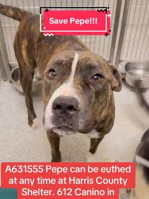 Who can foster or adopt Pepe?! #fyp #rescuedogarmy #rescuedogarmystrong #rescuedogarmy❤️ #houstonwehaveaproblem #texasdog #thisishouston #houstondogs #rescuedog #houston 