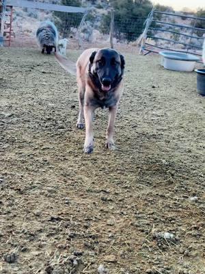 Restoring the #navajochurrosheep one sheep at a time 🐑🫶🏾 #dinétiktok #diné #navajonation #sheepoftiktok #navajowoman #dinétah #belgianmalinois #sheepdog #IndigenousTikTok #hozhó ♥️