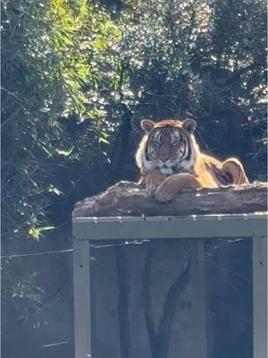 Sunbathing #houstonzoo #zoo #beautiful #zoolife #htown #fyp #sunbathing #wow #omg 