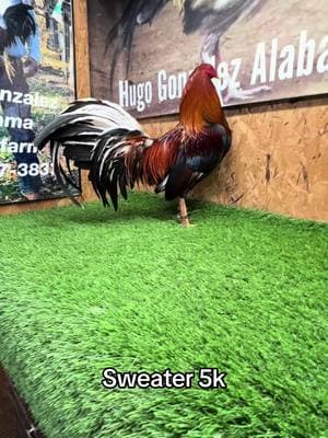 HUGO GONZÀLEZ ALABAMA GF breeding purposes Only #gallerosdecorazon #gallosfinos #gallerosoy #gallero #galleros #gallerosmexicanos #gamefarm #gamefowl #gamefowlbreeders #mexican #mexican #gamefowlnation #mexico🇲🇽 #mexicotiktok #mexico #gallos #mexicantiktok #mexicano #gamebirds #gamefowllife 