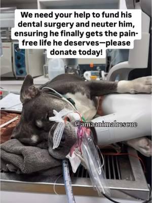 Poor Basil 💔 #adopt #pitbullsoftiktok #viraltiktok #amaanimalrescue 