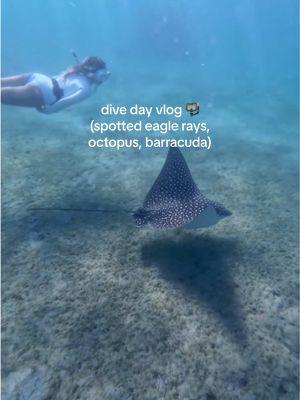 this might be one of the best winter dives I’ve ever had!! #octopus #stingray #diving #southflorida #eagleray #marinebio #shark #seahorse #blueheronbridge #philfoster #bhb #Summer #shelling 