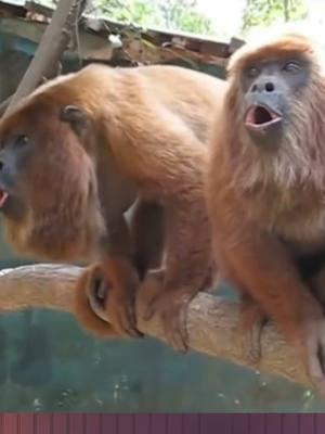 Terrifying monkey sounds #STEMTok #teachtok #learnontok 