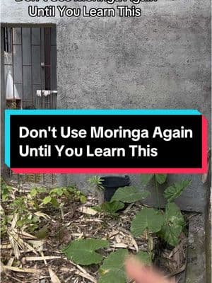 Transform Your Health with Moringa Leaves! 🌱👍🏻 What Happens When You Eat Moringa Leaves Every Day? #MoringaMagic #DailyMoringa #HealthTransformation #SuperfoodSecrets #NaturalHealing #HealthyLiving #MoringaBenefits #WellnessJourney #ViralHealthTips 