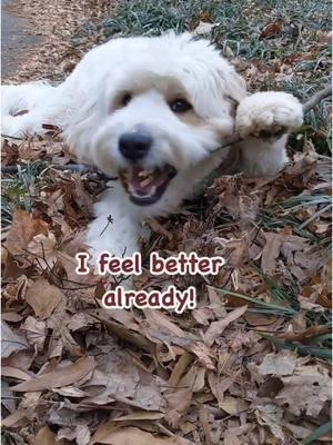 DAX DEMONSTRATES:  How to de-stress yourself!                              #daxisbored #selflove #SelfCare #dax #reels #funny #dog #cute #doglife #goodvibes #weekend #doglover #petlover #dogmom #dogdad #dogmomlife #doggo #vibes #rescuedog #feelgood #ilovemydog #lovemydog #funnydogsofinstagram #dogsofig #dogsofinstaworld #dogofinsta #dogofinstagram #dogoftheday #dogsofig #instadog #shaggy