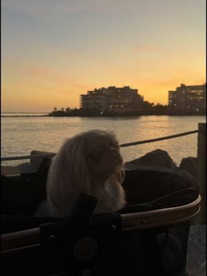 Chloe really knows how to enjoy life. #pekingese #pekingeseoftiktok #pekingesepuppy #dog #dogsoftiktok #doglover #dogmom 