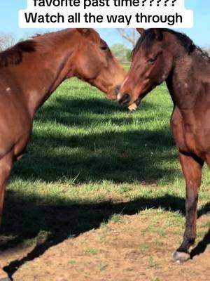 What is Tommy, Dauntless Do-overs favorite past time????? lol this is what happens when a horse who wasn’t socialized properly tries to make new friends 😂😂. #funnyvideo #horsesoftiktok #tom #FYP #Dauntless #fyppppppppppppppppppppppp #fyp #fypシ #ottb #thoroughbred #lol #stick #friends #social #sociallyawkward 