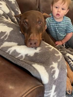 Dog vs Baby ❤️😘🐶#trick #respect #real #2024 #2025 #2023 #cute #lost #doberman #dog #dobermanpinscher #dogsoftiktok #tiktok #usa_tiktok #video #dobiewonkenobi #usa #tennessee #memories #memphis #doglover 