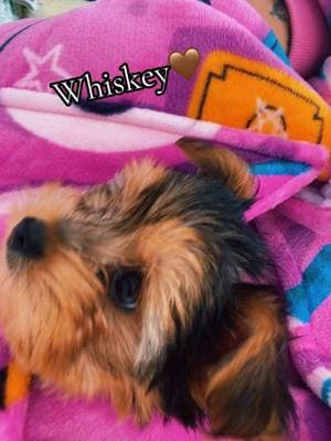 Meet My Pup Whiskey🤎🐶🐾 #puppy #puppytiktok #dogssoftiktok #fypシ #fyppppppppppppppppppppppp #fyp 