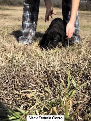 Look at that STANCE! #canecorsopuppy #blackfemalecanecorso #arkansascanecorsobreeder #arkansascanecorsos #familyraised #venomcanecorsos #fyp #puppiesavailable 