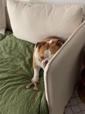 Smushy naps 😴 Credit: on IG kingcharlie_thebulldog . . . . . . . . . #englishbulldoglovers #englishbulldoglover #englishbulldogs #bulldogsoftiktok #englishbulldogsoftiktok❤️👑 #englishbulldogsoftiktok #englishoftiktok #englishoftiktok #englishbulldogpuppies #englishbulldogsoftiktok❤️ #englishbulldoglife #englishbulldog 